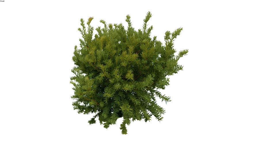 Zieleń