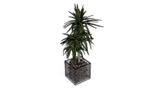 plants