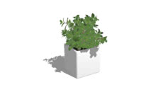 Plantas de Decoração 