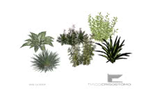 vegetación