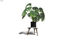 PLANTS