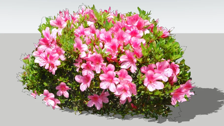 flower_
