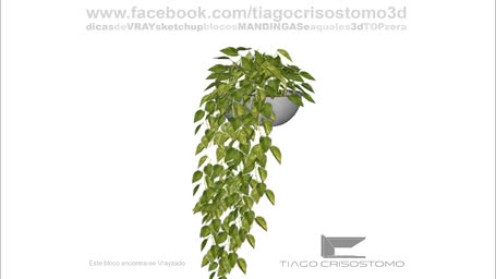 Vasos com plantas
