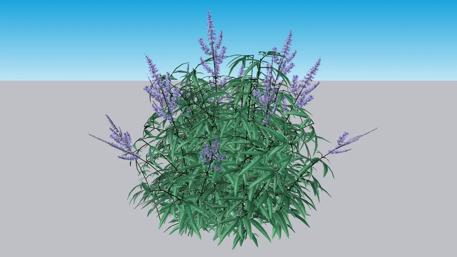 Blue Diddley® Chastetree - Vitex agnus-castus