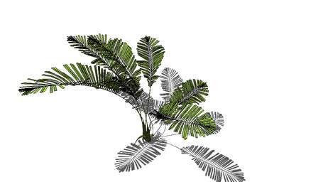 Plants / Plantas